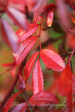 Autumn leaves (not just a jazz song). Copyright: Henrik Eriksson. The photo may not be published elsewhere without written permission.